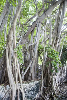 Miami egzotik ağaçlar