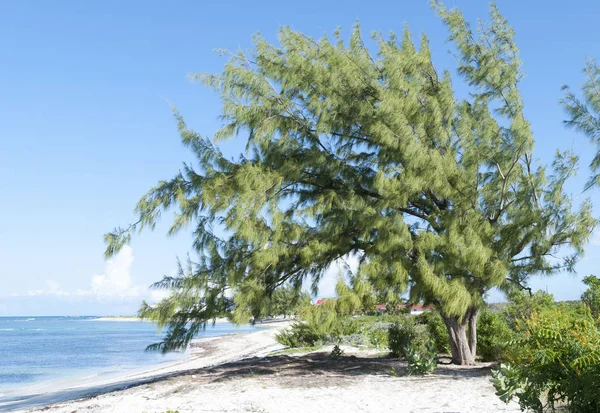 Grand Turk παραλία δέντρο — Φωτογραφία Αρχείου