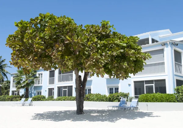Grand Cayman Beach strom — Stock fotografie