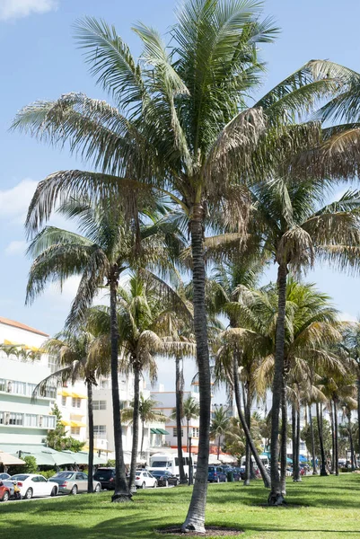 Palms Ocean Drive — Zdjęcie stockowe