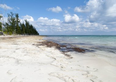 Grand Bahama plajlar