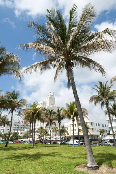 迈阿密海滩棕榈树 — 图库照片