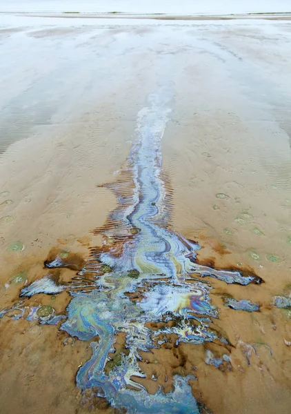 L'écologie du littoral letton — Photo