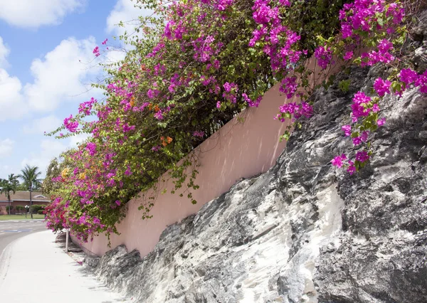 Paradise Island Street Flowers — Stock Photo, Image