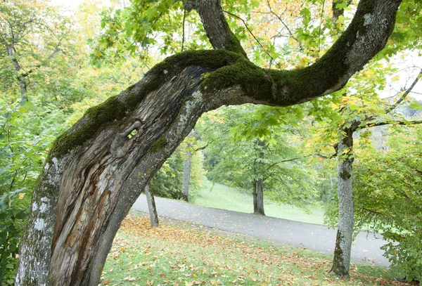 Letlands Park In het najaar — Stockfoto