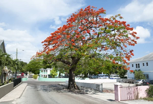 Nassau şehir ağaç — Stok fotoğraf