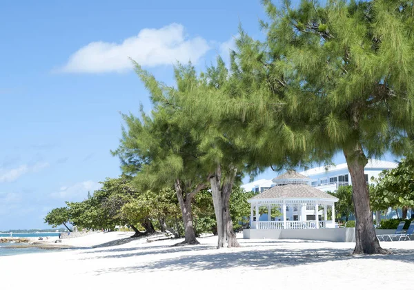 Grand Cayman strand bomen — Stockfoto