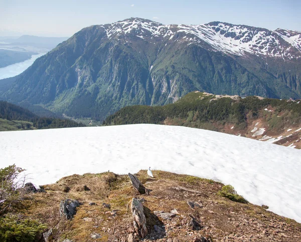 Aljaška je Mount Juneau — Stock fotografie