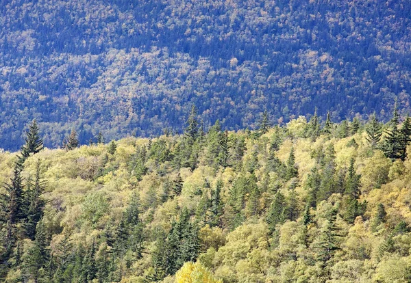 Alaskas hösten skogen — Stockfoto