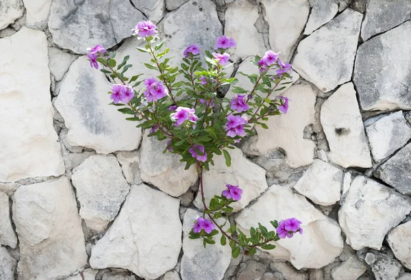 Paradijs eiland muur bloemen — Stockfoto