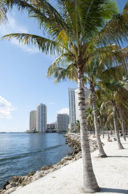 Satır ve kumlu waterfront (Florida Miami şehir merkezi genel parkta palmiye ağaçlarının). 