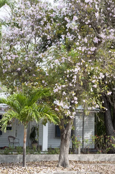 Blossom 'daki Key West Ağaçları — Stok fotoğraf