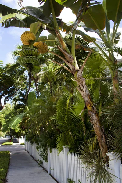 Árbol de plátano inclinado en Key West — Foto de Stock