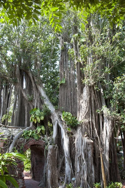Key West alberi da giardino botanico — Foto Stock