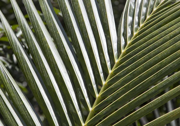 Honduras palmboom tak — Stockfoto