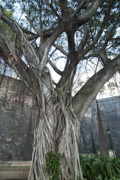 Drzewo murów obronnych San Juan — Zdjęcie stockowe