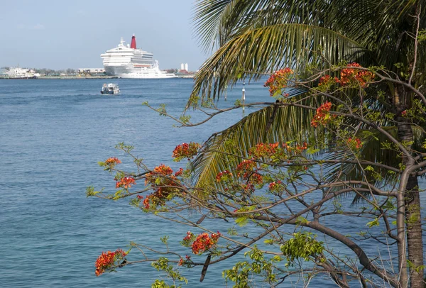 Árbol del puerto de Nassau en flor — Foto de Stock