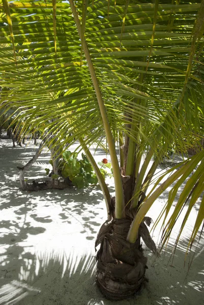 Roatan Island Mała palma — Zdjęcie stockowe