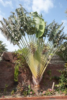 Key West Botanik Bahçesi Palmiyesi