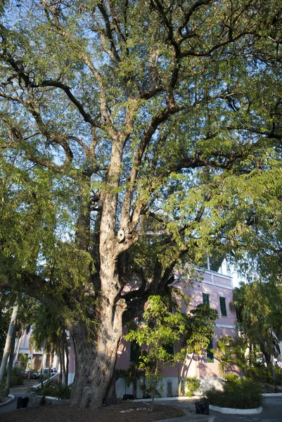 Drzewo i Biblioteka Publiczna Nassau — Zdjęcie stockowe