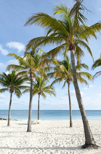 Palme Sulla Spiaggia Grand Bahama Isola Lucaya Freeport Town Bahamas — Foto Stock