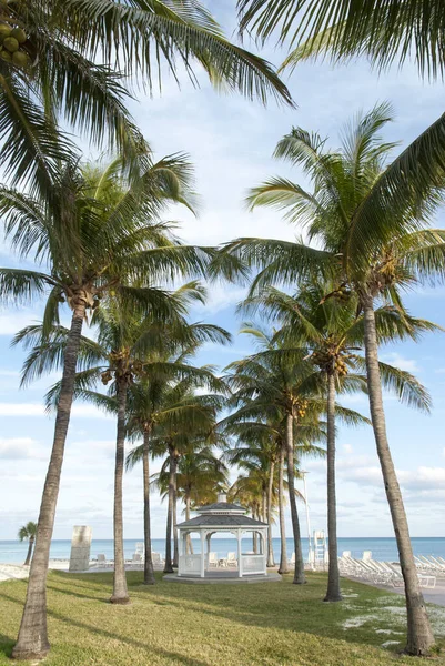 Steeg Van Palmbomen Met Een Houten Prieel Aan Het Einde — Stockfoto
