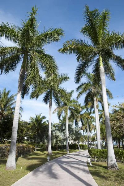 大巴哈马岛弗里波特镇Lucaya度假区棕榈树小巷 — 图库照片