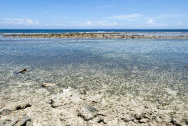 Roatan Adası 'ndaki kayalık arazi ve şeffaf sahil suları (Honduras).