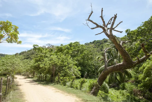 Martwe Drzewo Przy Wiejskiej Drodze Roatan Island Honduras — Zdjęcie stockowe