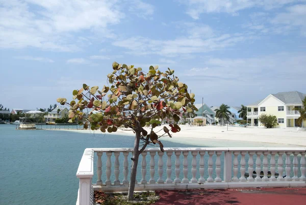 Exotic Tree Overlooking Empty Beach Nassau City Resort District Bahamas — Stock Photo, Image