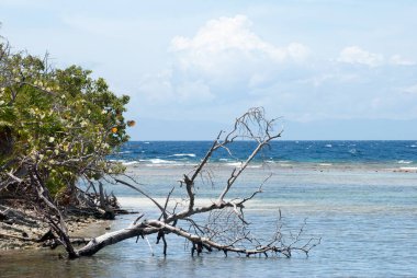 Roatan adasında (Honduras) devrilmiş bir ağaçla Mahogany Körfezi sahili manzarası).