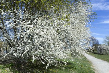 Nisan 'da Kaunas şehrinde Corona virüsü karantinası sırasında çiçek açan boş park (Litvanya).