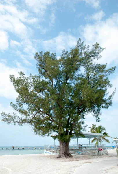 Δύο Δέντρα Φυτρώνουν Ένα Δίπλα Στο Άλλο Μια Παραλία Κοντά — Φωτογραφία Αρχείου
