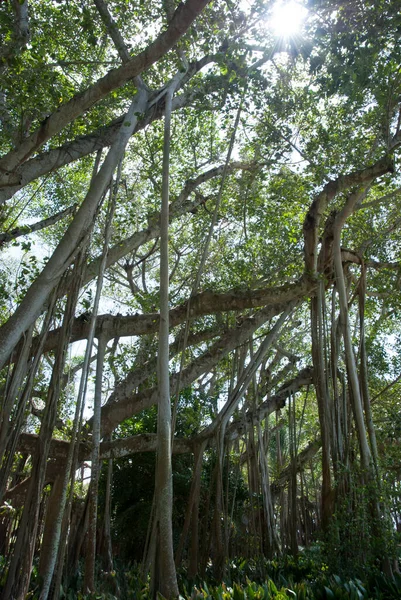 Alto Albero Tropicale Esotico Nel Parco Della Città Sarasota Florida — Foto Stock