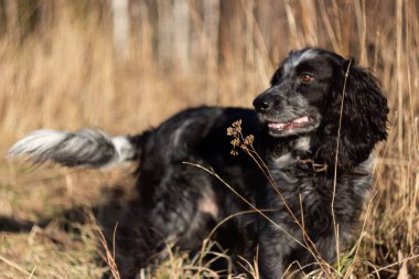 Ormanda bir av köpeği.