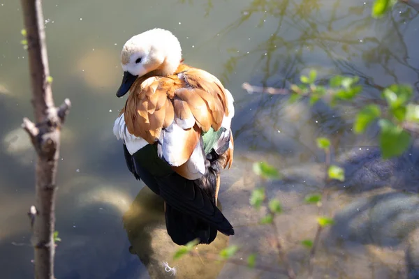 a duck cleans feathers in a pond