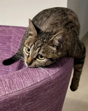 Mor kanepede uzanmış sevimli bir kedi.