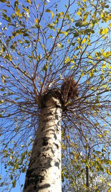 Ağaçta bir kuş yuvası