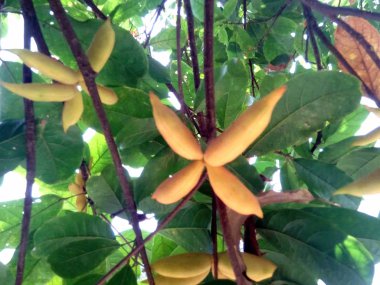 Ağaçta yeşil yapraklı meyveler.