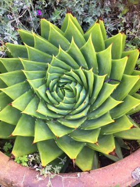 Güzel sarmal, özellikle yeşil şekilli çiçek yaprakları.