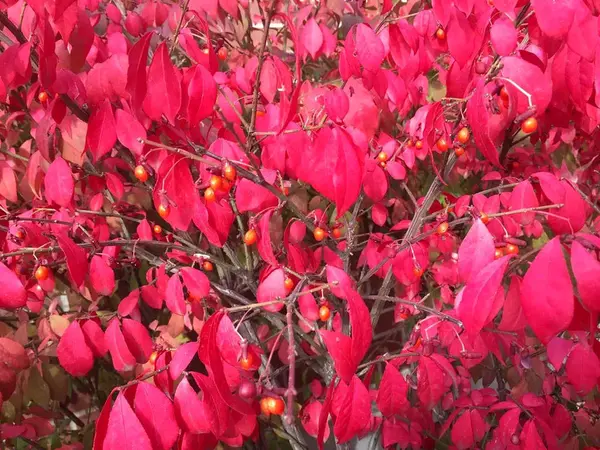 Beautiful rose red  color tree leaves with lot small fruits