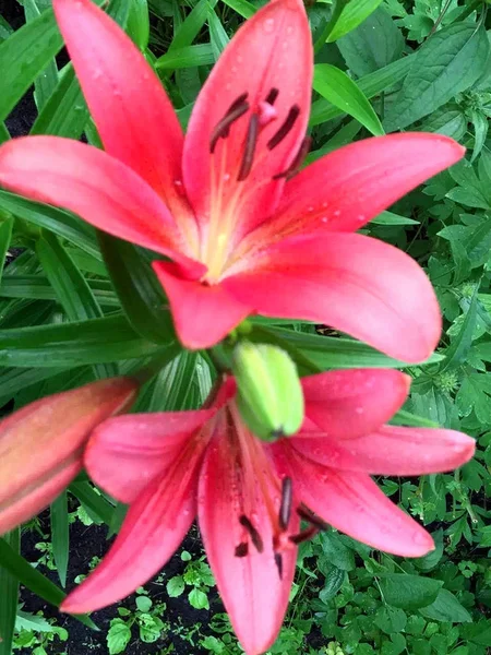 Vacker Ros Färg Lilja Blommor Med Gröna Blad Växt — Stockfoto