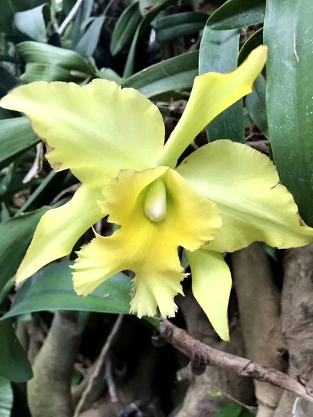 Krásná Žlutá Barva Květ Zelenými Listy Rostlina — Stock fotografie