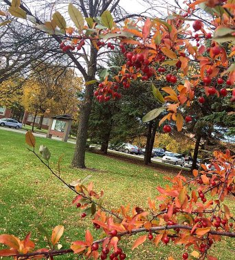 Parktaki ormanda ağaçta bir sürü küçük kırmızı turuncu meyve. Güneşli bir gün.