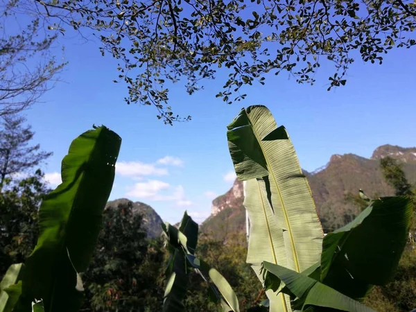 Big Green Banana Tree Leaves High Hills Mountain Distance Bright — Stock Photo, Image