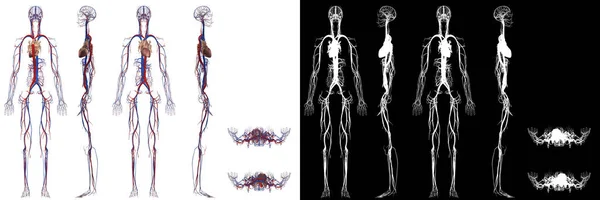 Lidský Anatomický Ženský Oběhový Systém — Stock fotografie