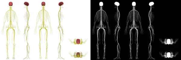 Anatomia Humana Sistema Nervoso Feminino — Fotografia de Stock