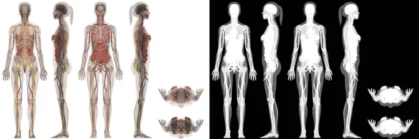 Tubuh Perempuan Anatomi Manusia — Stok Foto