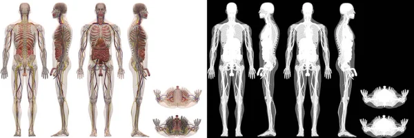 Human Anatomy Male Body