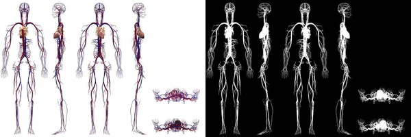 Nsan Anatomisi Erkek Dolaşım Sistemi — Stok fotoğraf